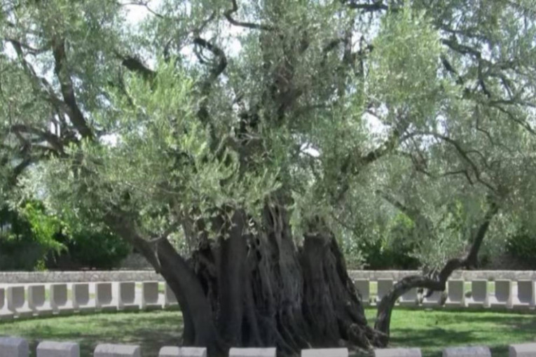 Maslina stara više od 2.000 godina: Sveto drvo pod kojim su se mirili i venčavali