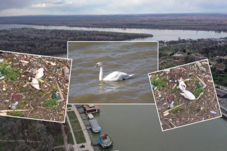 Nakon šokantne slike labuda zaglavljenog u đubretu, istraživali smo ko treba da čisti đubre iz beogradskih reka