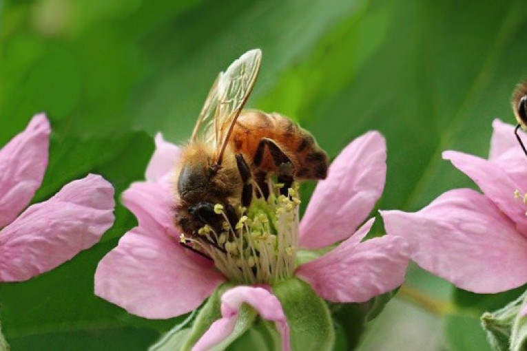 Beč, grad pčela: 700 gradskih pčelara brine o 6.000 košnica