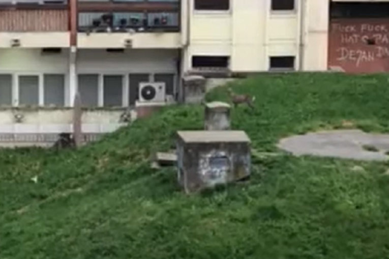 "Verovali ili ne, srna u Bloku 70a!": Ljudi sa Novog Beograda u šoku, divlju životinju privuklo zelenilo ispod prozora (VIDEO)