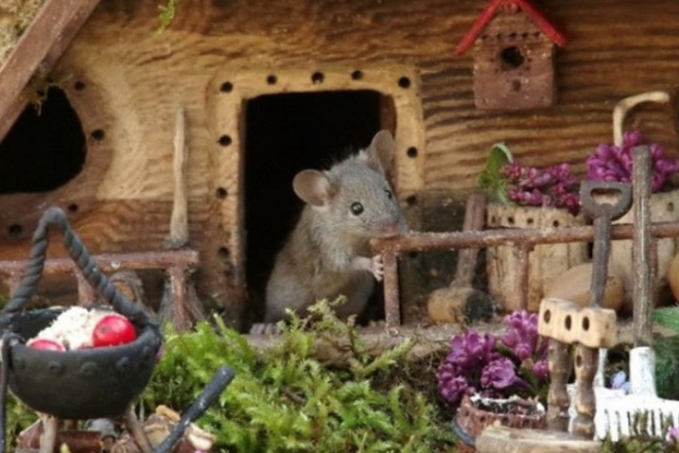 Izgradio minijaturno selo za miša u svom dvorištu, fotografije oduševljavaju