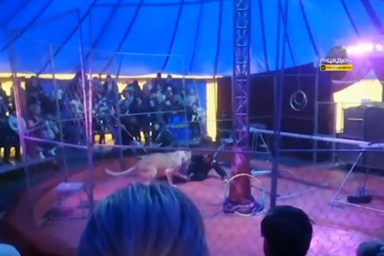 Jeziv snimak iz cirkusa: Lavice umalo rastrgle svog dresera (VIDEO)