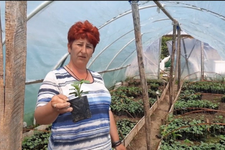 Jedna od retkih poljoprivrednica koja se bavi kalemljenjem lubenica: Jelena iz sela kod Topole sama je razvila svoj biznis (FOTO)