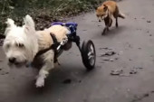 Priča koja tera na suze i smeh: Slepa lisica i terijer u kolicima pomažu jedno drugom (VIDEO)