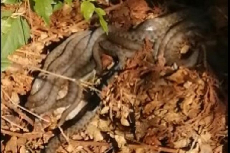 Klupko od zmija na Bovanskom jezeru: Gospodar objasnio šta one to rade (VIDEO)