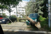 Jak vetar oborio stablo u Braće Jerkovića, oštećena dva automobila