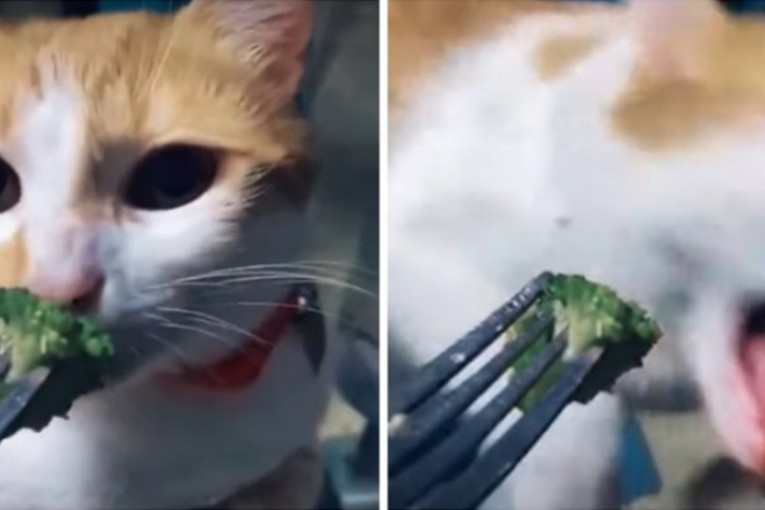 Ponudila mački brokoli i zbog njene hit reakcije se smejala pet minuta (VIDEO)