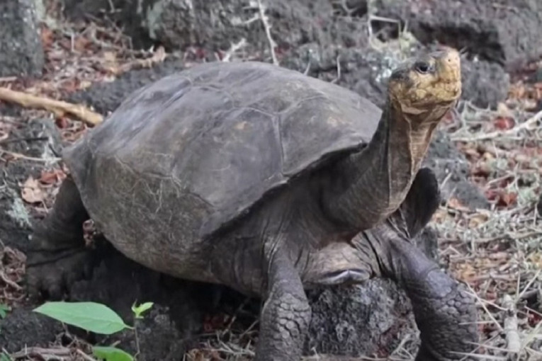 Pronađena gigantska kornjača na Galapagosu: Verovalo se da je izumrla pre 100 godina (VIDEO)