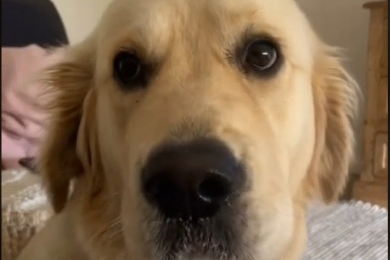 Pas ukrao i pojeo ljutu papričicu, pa zbog toga brzo zažalio (VIDEO)