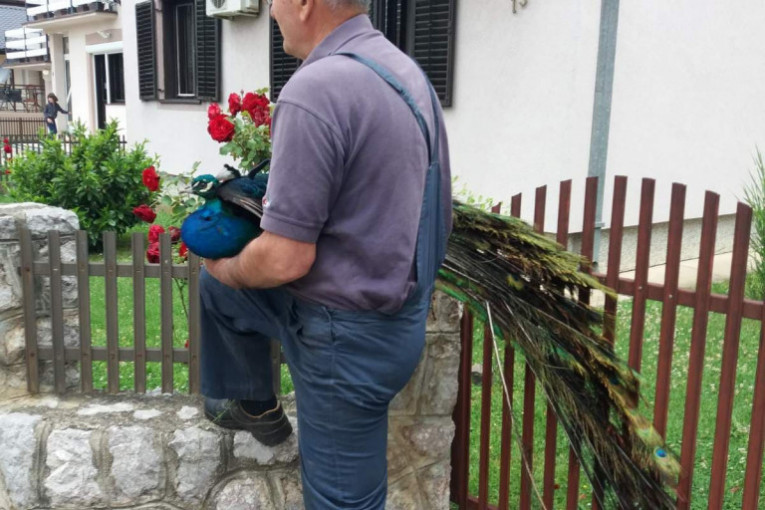 Na krov porodične kuće u Čačku doleteo paun: Neobičnog gosta domaćini sklonili na sigruno
