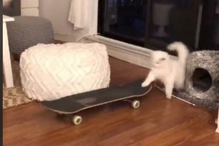 Beli mačak Jeti naučio da vozi skejtbord, ljudi oduševljeni (VIDEO)