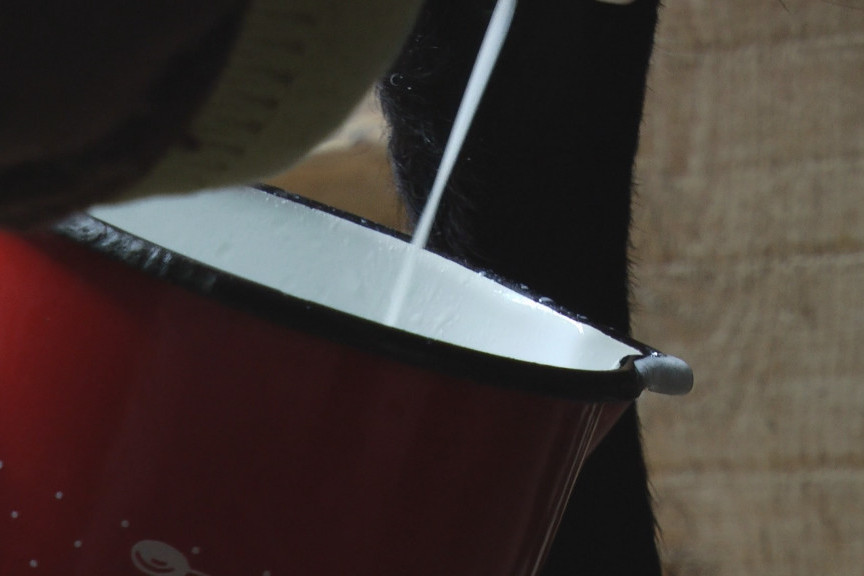 Premije za mleko biće isplaćene do kraja godine