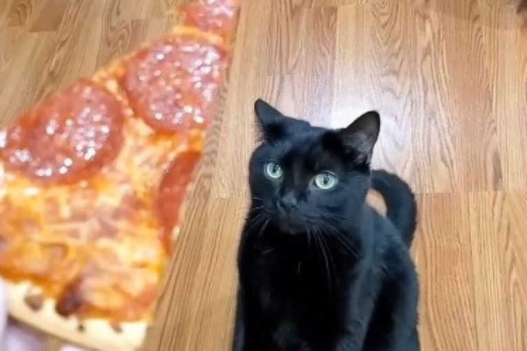 Vlasnica mačku ponudila picu, a njegova reakcija je urnebesna (VIDEO)