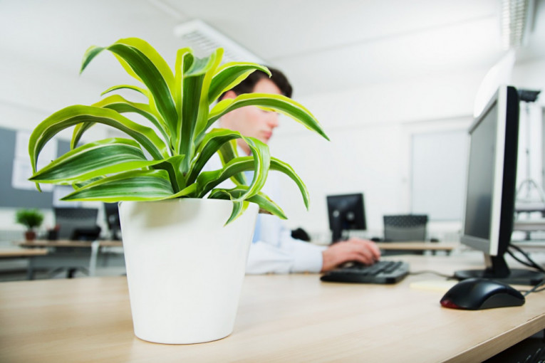 Za put ka uspehu, unesite biljke u radni prostor: Ove su najbolji izbor za kancelariju