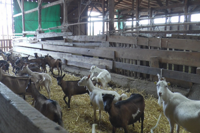 Epidemija koronavirusa višestruko povećala potražnju za kozjim mlekom: "Dnevno prodamo preko 50 litara"