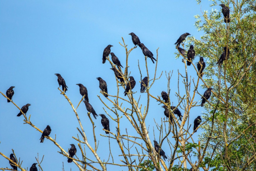 Čuvajte se agresivnih ptica: Zašto vrane napadaju ljude svake godine u maju i kako se zaštititi?