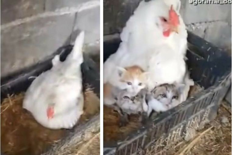 Koka usvojila mačiće: Oni misle da im je mama, pa se kriju ispod njenog perja (VIDEO)