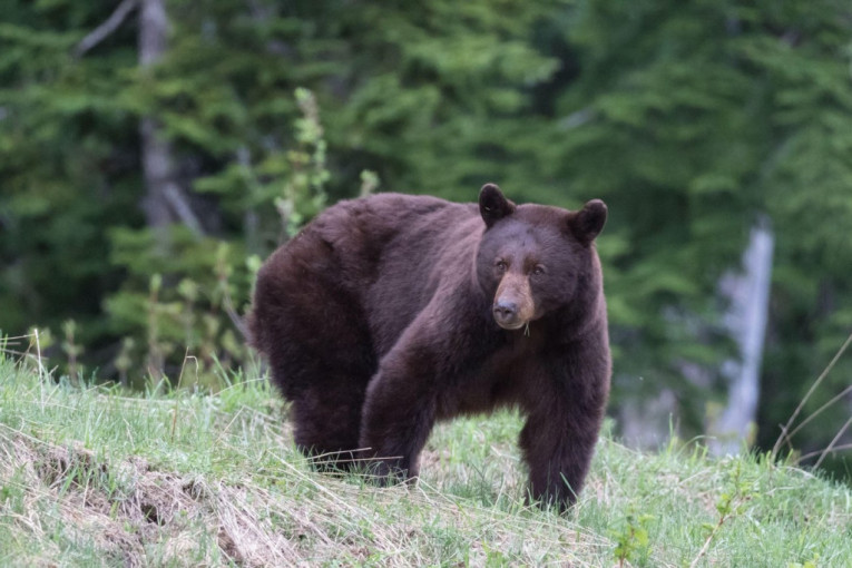 Nedelju dana ga napadao medved u divljini Aljaske: Spasioci jedva videli SOS znak