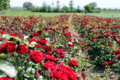 Pomoravlje postaje veliki ružičnjak: Uzgoj cveća sve popularniji