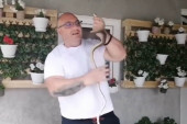 Vladica još jednom pokazao da ume sa zmijama: Uhvatio zaljubljeni par u kući u Jagodini (VIDEO)