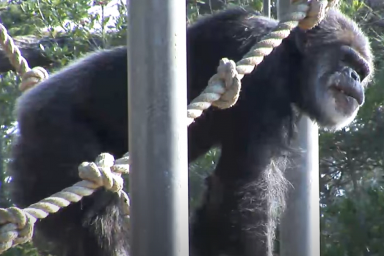 Uginuo Kobi: Najstariji mužjak šimpanze u zoo-vrtovima Severne Amerike imao je 63 godine (VIDEO)