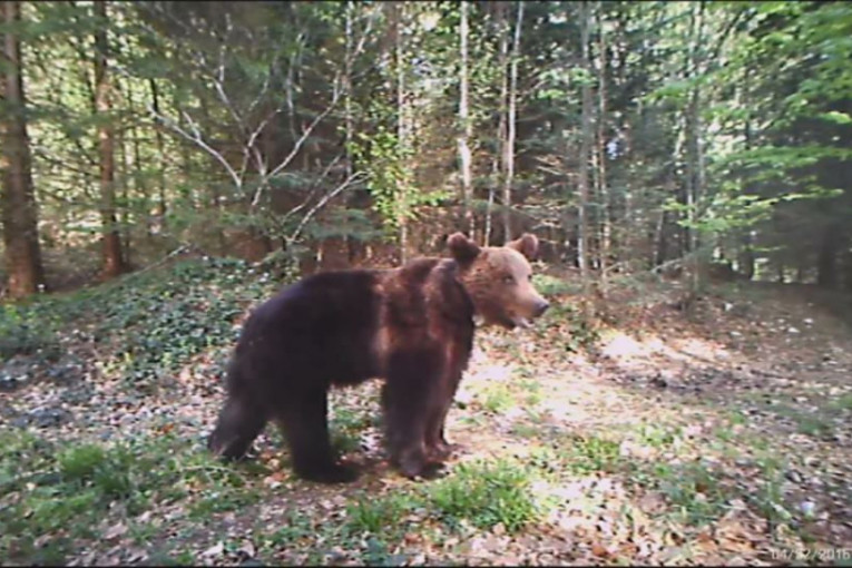Pazite kada krenete u šetnju: Tara najveće stanište mrkih medveda u Srbiji, oni su zaštićena vrsta!
