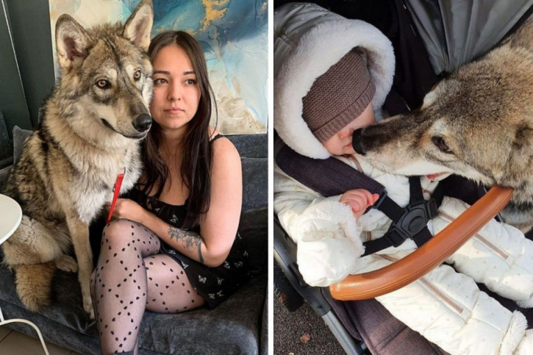 Udomila vučicu kada je imala svega 28 dana: Sada ima godinu, živi sa porodicom i obožava decu