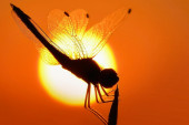 Ove mirise komarci mrze: Kako se rešiti krvopija u kući i dvorištu na sasvim prirodan način