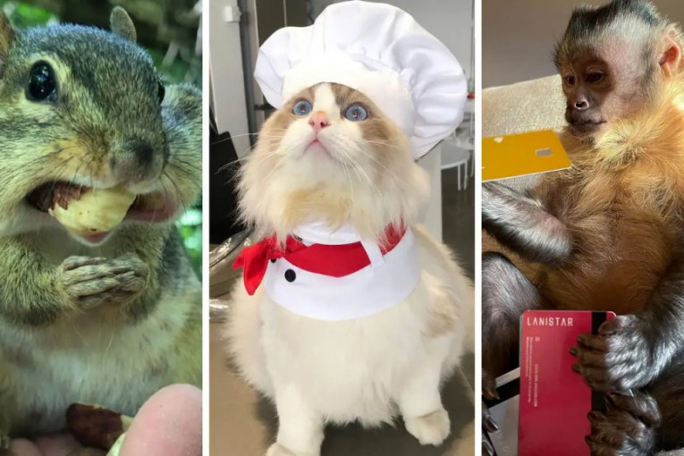 Mačka koja kuva, majmun koji otvara pakete i veverice koje reklamiraju kikiriki zvezde su TikToka