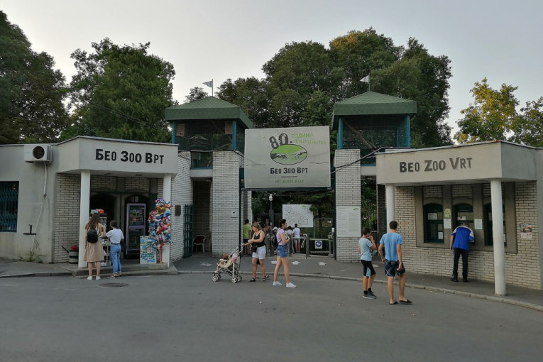 Tajanstvena životinja stigla u Beo zoo-vrt: Dnevno spava 16 sati i skoro ju je nemoguće videti (FOTO)