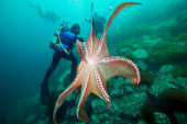 Hobotnice, fascinantna morska bića sa tri srca