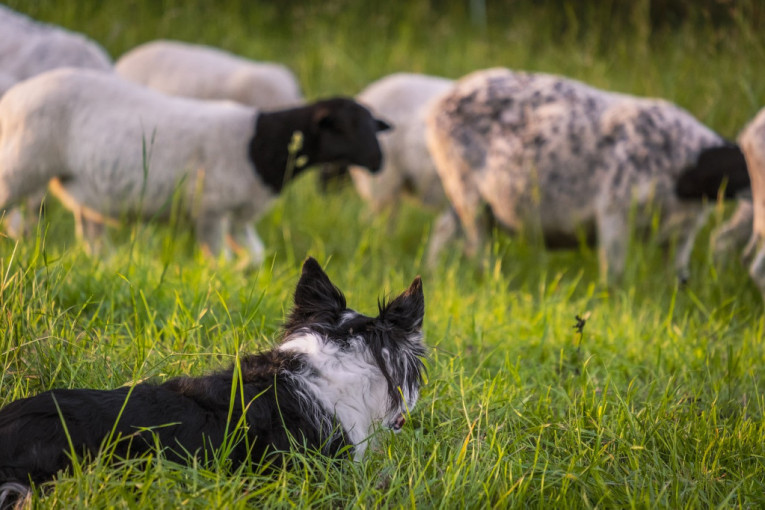Pas nestao iz grada, pronađen kako čuva ovce!