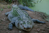 Krokodil pojeo 80 ljudi: Nemilosrdan bio i prema deci, čoveku otkinuo ruku i glavu (VIDEO)