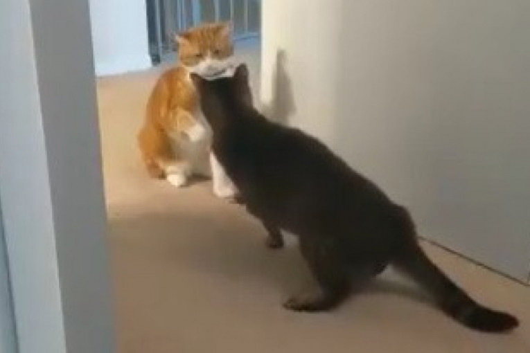 Snimak je kao crtani film: Mačka nokautirala drugu mačku (VIDEO)