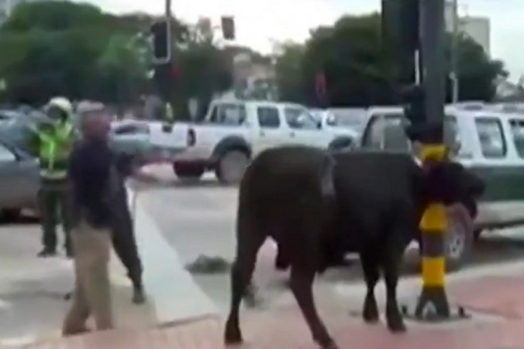 Krave pravile haos na ulicama Bolivije: Jurile ljude, obarale vozila (VIDEO)