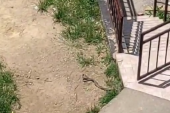 U jednom beogradskom naselju snimljen "ples" zmija (VIDEO)