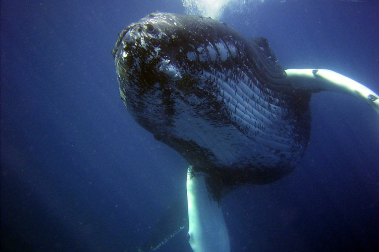 Završio u ustima grbavog kita i preživeo: Iščašio samo koleno