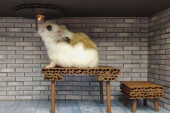 Specijalac Mister Hamster: Hrčak koji beži iz zatvora postao zvezda Jutjuba (VIDEO)