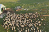 Na Pešteru pase najveće stado ovaca na Balkanu: Na ovoj farmi godišnje se proizvode tri tone ovčijeg sira (FOTO)