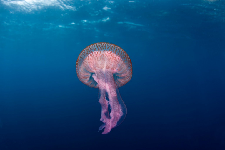 U Jadranu se pojavila opasna meduza: Ostavlja opekotine koje teško zarastaju (VIDEO)