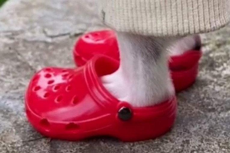 „Kroksice“ za pse su hit na internetu: Da li biste svom ljubimcu kupili plastične papuče?