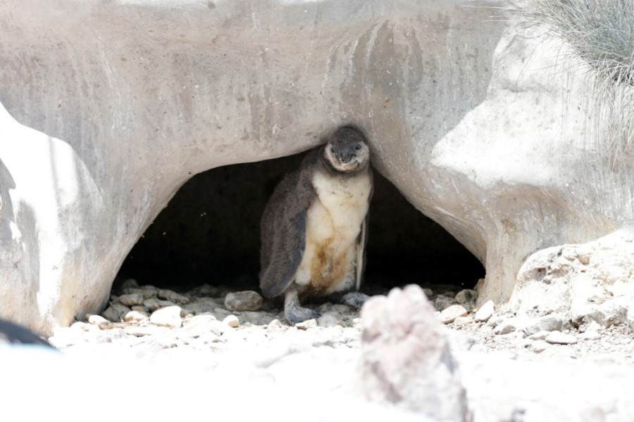 Bum koji je obeležio 2021. godinu: Bebe iz zoo-vrta postale su prave zvezde, a neke nose i srpska imena (FOTO/VIDEO)