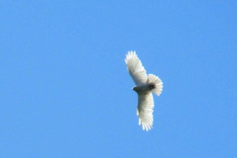 Nestvaran prizor kod Šida: Retka ptica anđeoskih krila snimljena u letu (FOTO)
