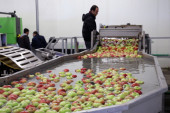 Mladi voćar savetuje: Od dva hektara jabuke može se normalno živeti u Srbiji