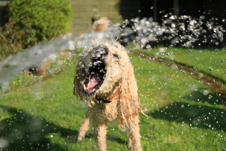 I psi mogu da dobiju toplotni udar i da izgore na suncu: Zaštitite ljubimca tokom vrelih dana