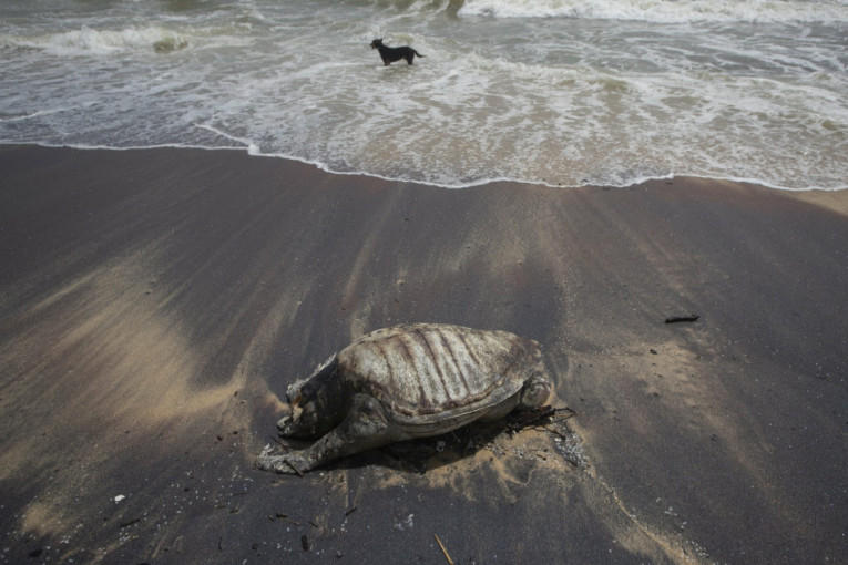 Ekološka katastrofa: Nakon što je brod pun hemikalija izgoreo, more izbacilo stotine mrtvih kornjača (FOTO)
