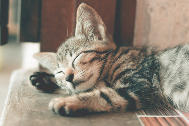 I mačke se teško nose s vrućinom: Evo kako možete da pomognete svojoj ljubimici