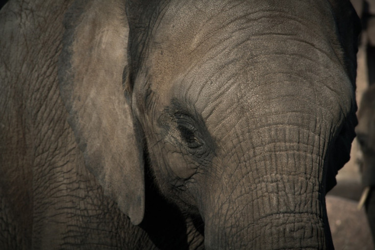 Gladni posetilac: U kuhinju upao slon u potrazi za grickalicama