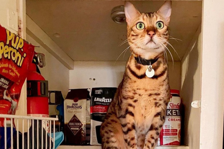 Mačka je videla pun frižider i bukvalno uskočila u njega (VIDEO)