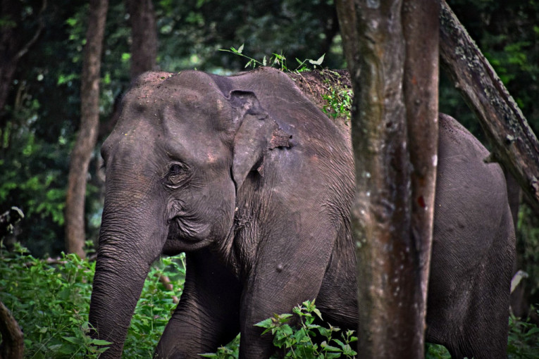 Slon ubica: 14 ljudi izgazio u Indiji